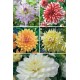 Dalias Decorativas Especiales  DAL-5 75 BULBOS