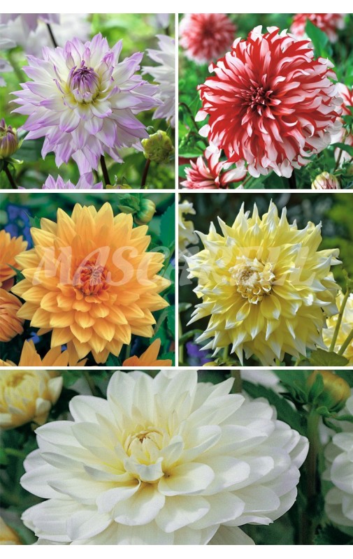 Dalias Decorativas Especiales  DAL-5 75 BULBOS