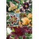 Liliums Asiaticos LI-2 cal.18/20 100 BULBOS