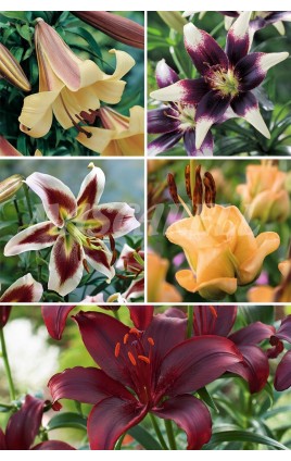 Liliums Especiales LI-4 cal.16/18 100 BULBOS