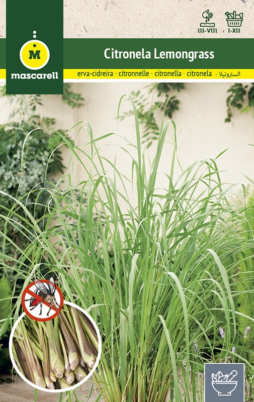 CITRONELA (LEMONGRASS)