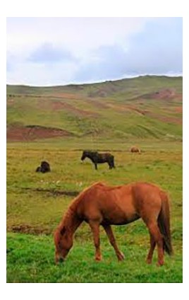 PRADERA PLURIANUAL CABALLOS