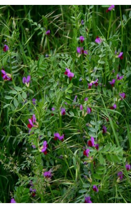 PRADERA ANUAL VEZAMIX