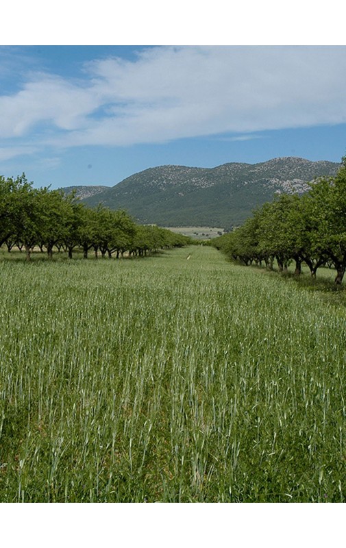 Cubierta Vegetal FRUTALES