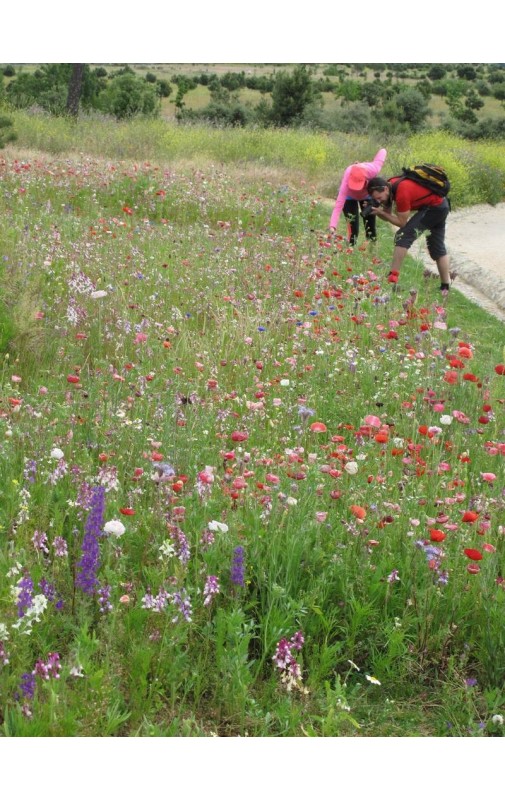 PRADERA MEDITERRANEA MIXTA