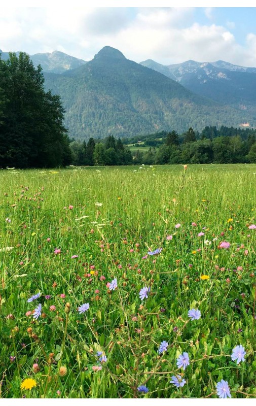 PRADERA ATLANTICA MIXTA