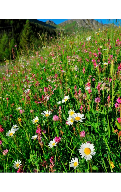 PRADERA ATLANTICA 100% ESPECIES DE FLOR SILVESTRES