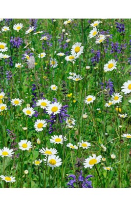 PRADERA MEDITERRANEA 100% ESPECIES DE FLOR SILVESTRES