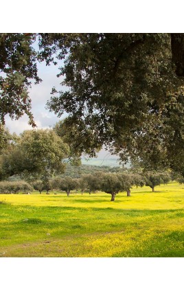 PRADERA ZONA DEHESA