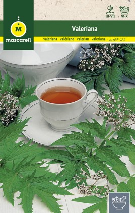 VALERIANA (Valeriana officinalis)