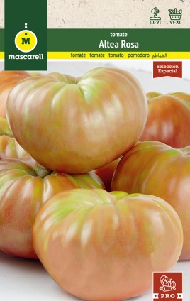 TOMATO ALTEA PINK