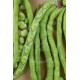 bROAD Bean Muchamiel Sel. LINDA