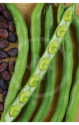 Broad Bean Extra-Early de Grano Violeta