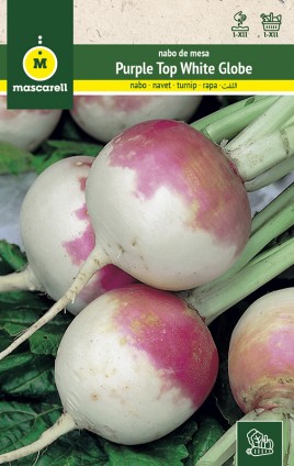 TURNIP PURPLE TOP WHITE GLOBE