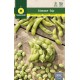 EDAMAME - SOY BEAN  (Glycine max)