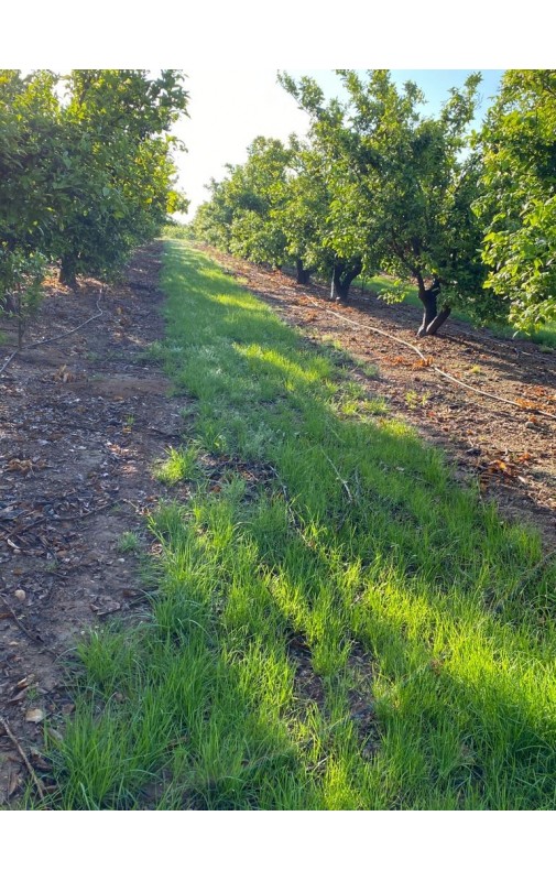 COVER CROPS CITRICOS