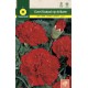 GIANT RED CARNATION CHABAUD