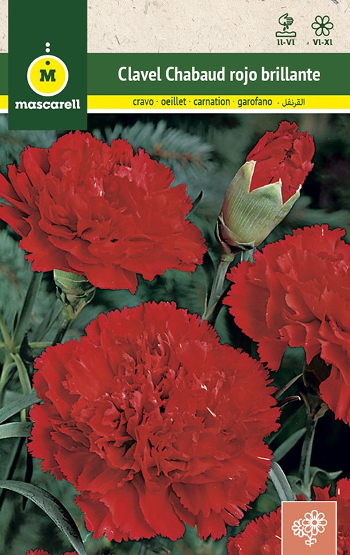 GIANT RED CARNATION CHABAUD