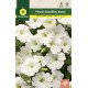 PETUNIA COMPACT NAIN BLANCHE