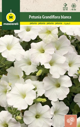 PETUNIA DWARF COMPACT WHITE