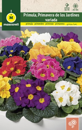 PRIMULA MIX