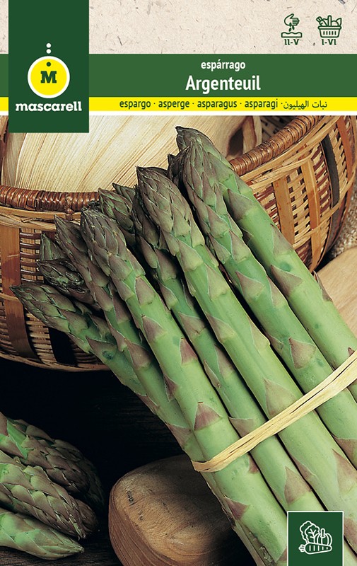 ASPARAGUS ARGENTEUIL