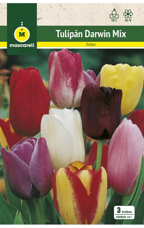 Tulipan Mezcla de Colores