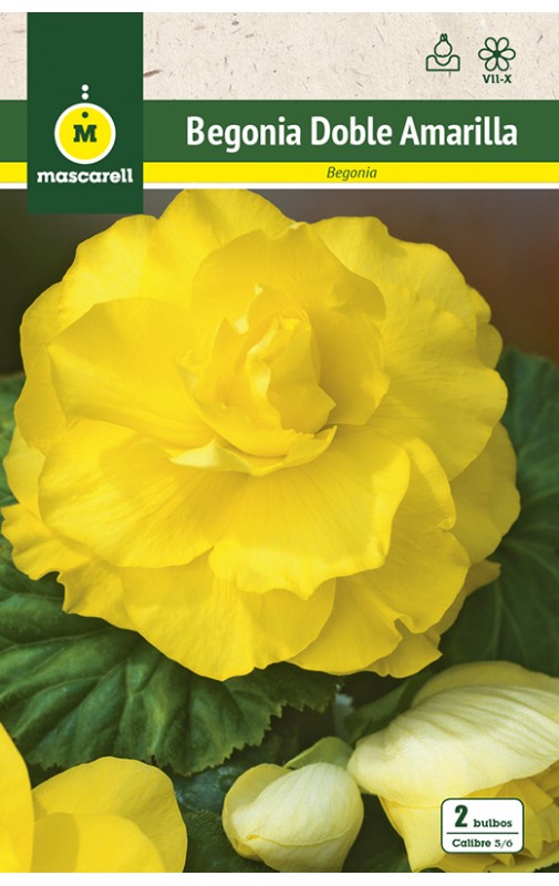 Begonia Doble Amarilla - Mascarell Semillas