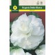 Begonia Doble Blanca