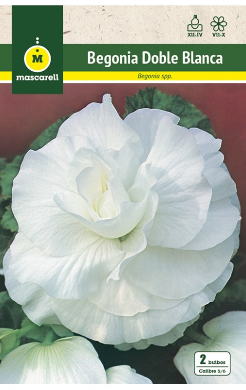 Begonia Doble Blanca - Mascarell Semillas