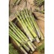 ASPARAGUS PLANT var. GRANDE HIB.F1 cal.II