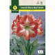 Amaryllis Blanco estriado Rojo cal.26/28