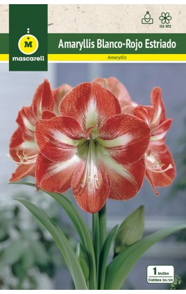 Amaryllis Blanco estriado Rojo cal.26/28