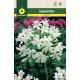 Agapanthus Blanco