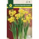 Narcisos Paperwhites, Amarillo 10/12