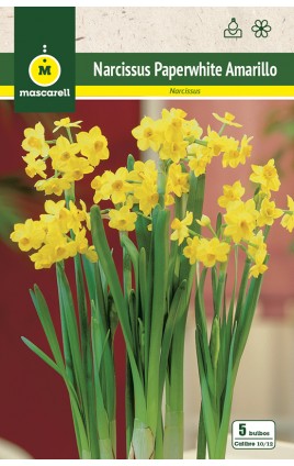 Narcisos Paperwhites, Amarillo 10/12