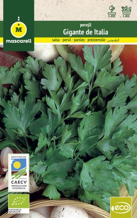 Parsley Gigante de Italia "RAINBOW-ECO"