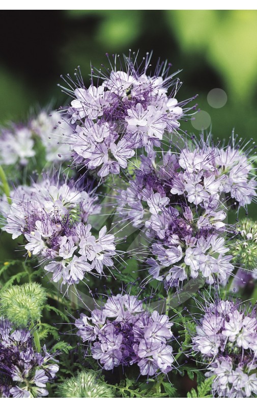 Phacelia tanecetifolia