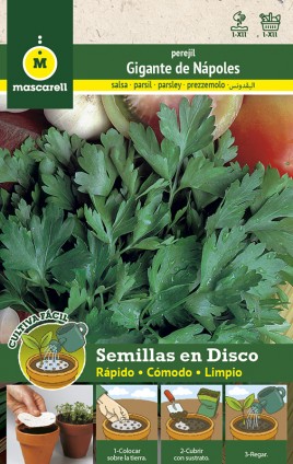 Parsley Gigante de Italia - DISC 8 cm