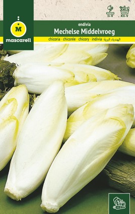 ENDIVE DE BRUXELLES