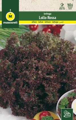 LETTUCE RED LOLLO