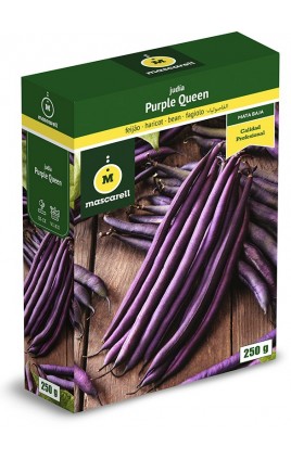 Bean Purple Queen