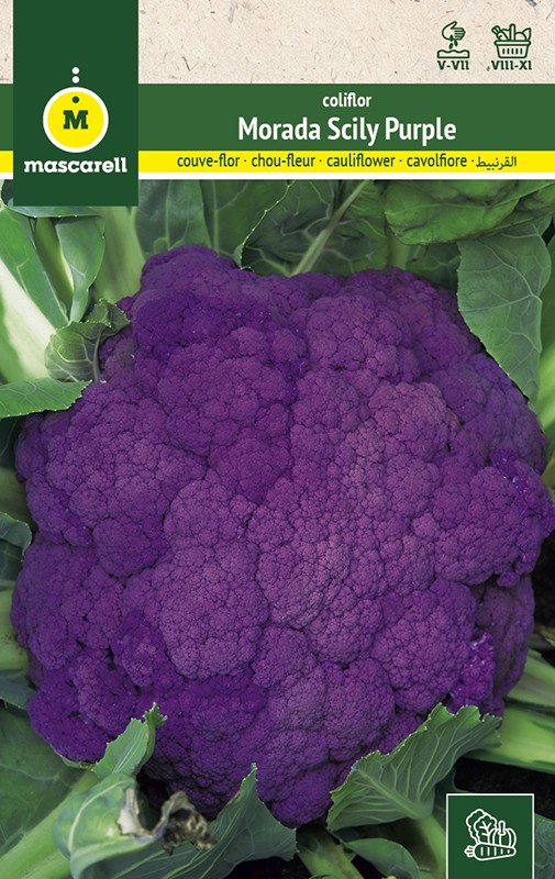 CAULIFLOWER SICILY PURPLE