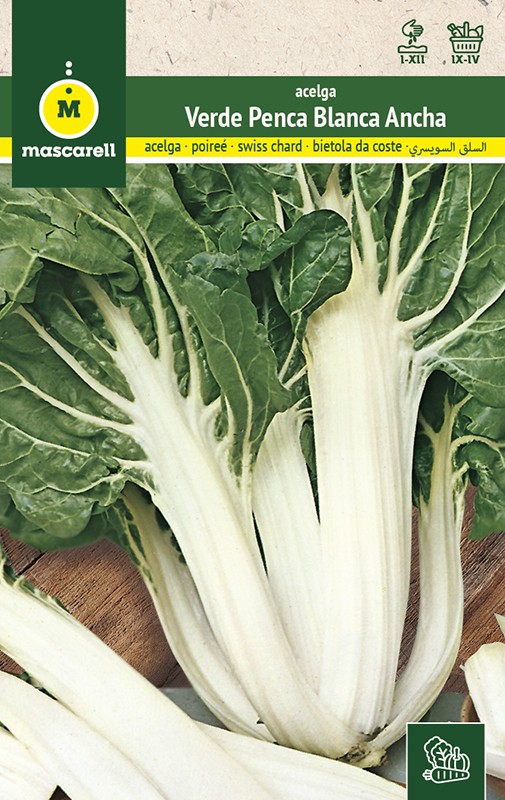 SWISS CHARD WHITE STEM