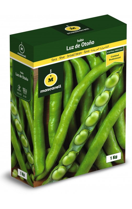 Bean Extra-Precoz Luz de Otoño