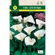 Callas Blanca