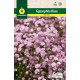 Gypsophila Rosa