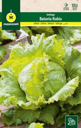 Lettuce Batavia Rubia