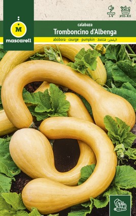 COURGE TROMBONCINO D´ALBENGA