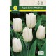Tulipan White Dream